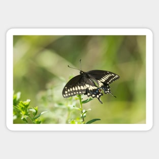 Black Swallowtail Sticker